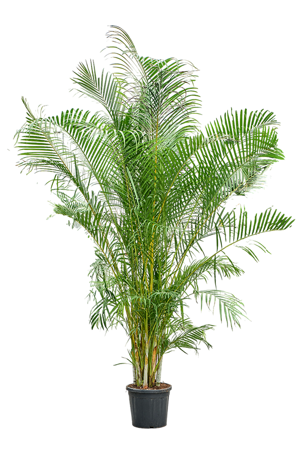 Dypsis (Areca) Lutescens