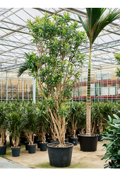 Pleomele (Dracaena) Reflexa Song Of Sri Lanka (350-400)