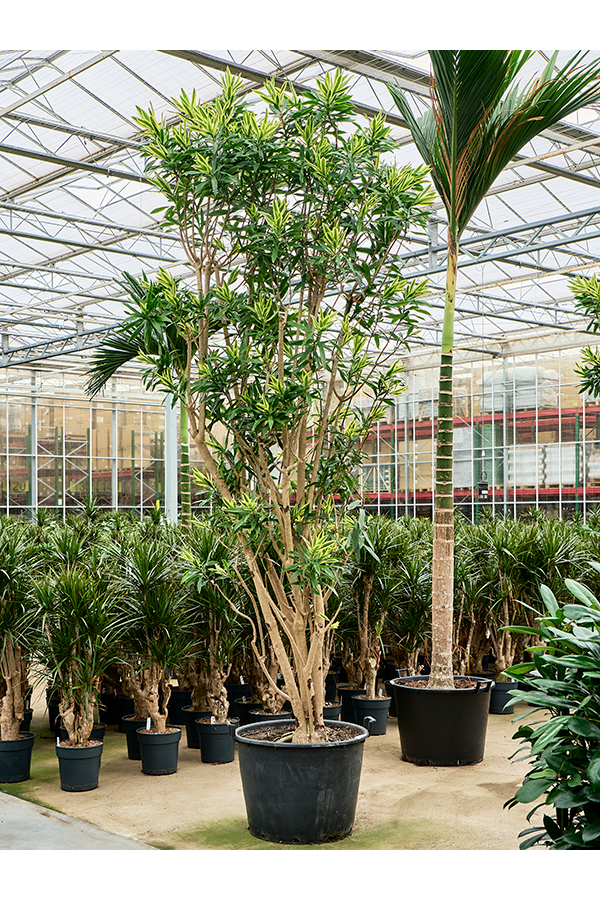 Pleomele (Dracaena) Reflexa Song Of Sri Lanka (350-400)