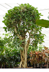 Ficus Benghalensis