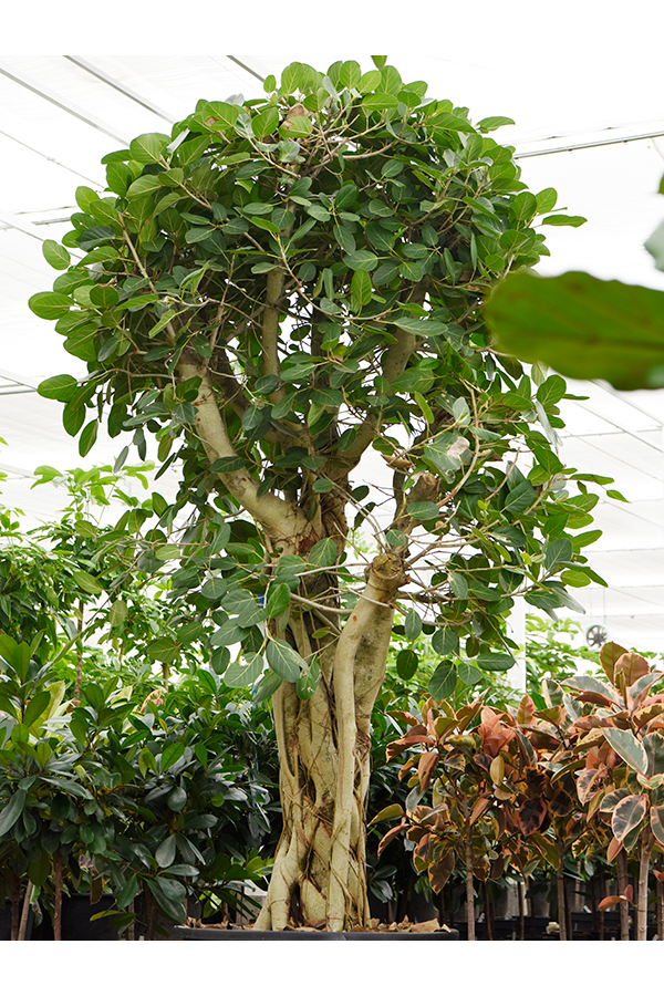 Ficus Benghalensis