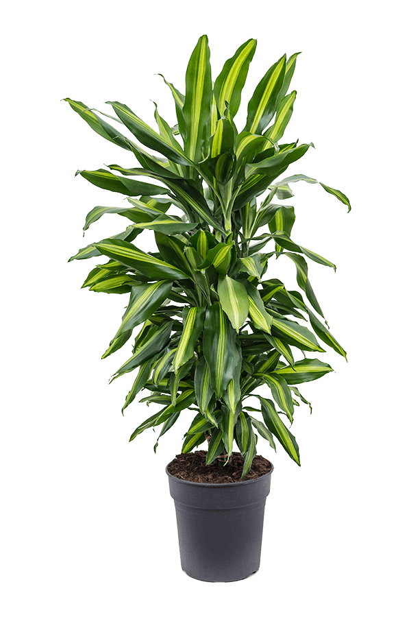 Dracaena Fragrans Cintho