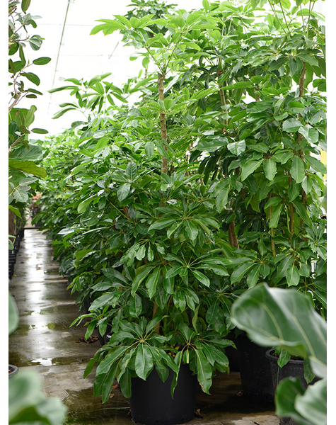 Schefflera