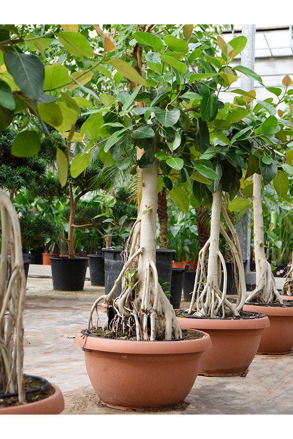 Ficus Benghalensis (180-240)