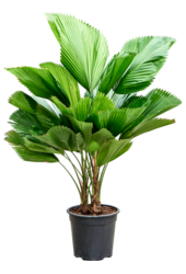 Licuala Grandis (90–130)