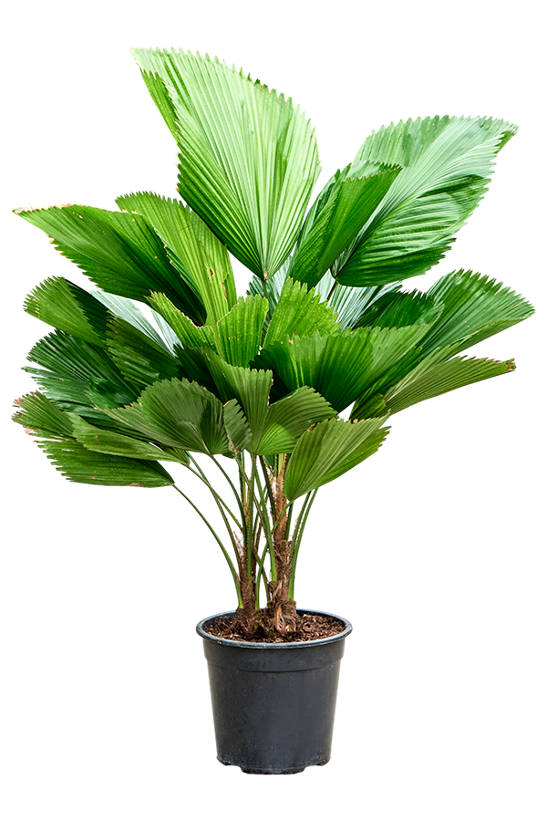 Licuala Grandis (90–130)