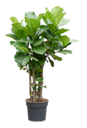 Ficus Lyrata (140-180)