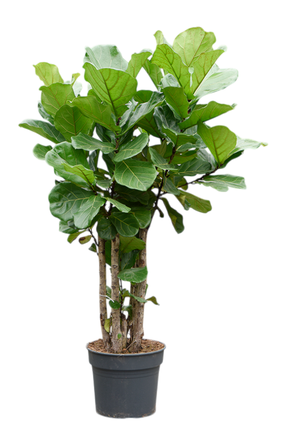 Ficus Lyrata (140-180)