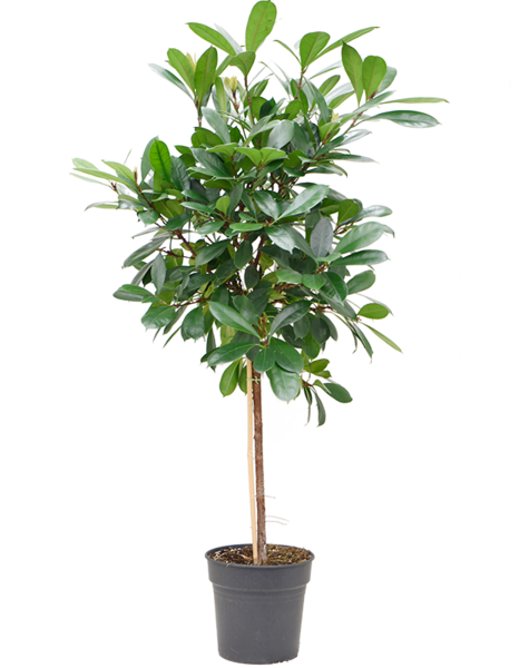 Ficus