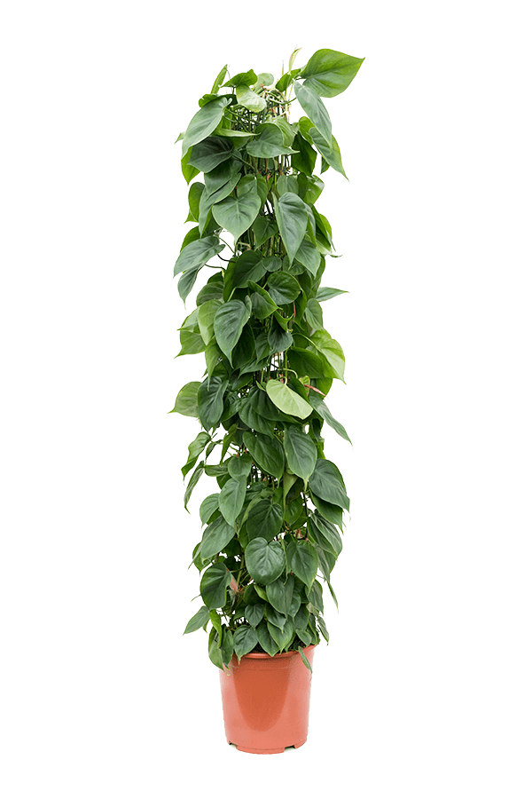 Philodendron Scandens