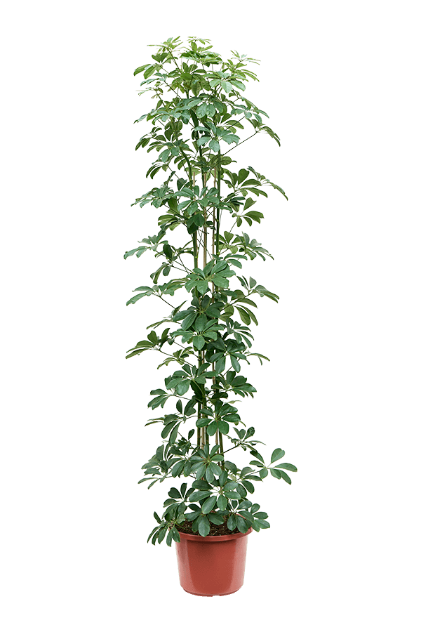 Schefflera arboricola compacta