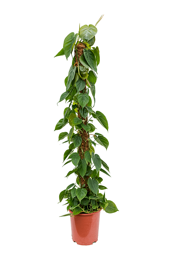 Philodendron Scandens