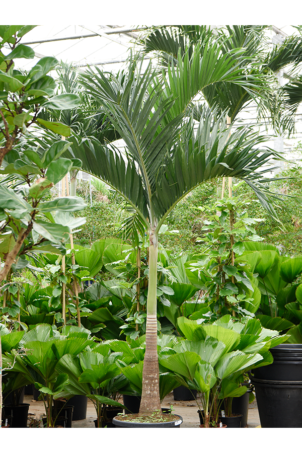 Veitchia (Adonidia) Merrillii