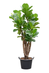 Ficus Lyrata