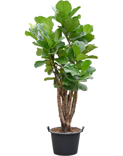 Ficus