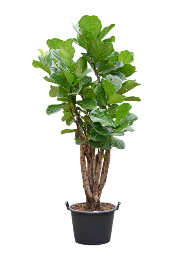 Ficus Lyrata