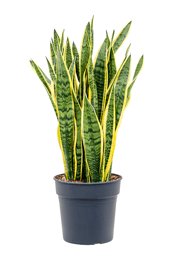 Sansevieria Trifasciata Laurentii