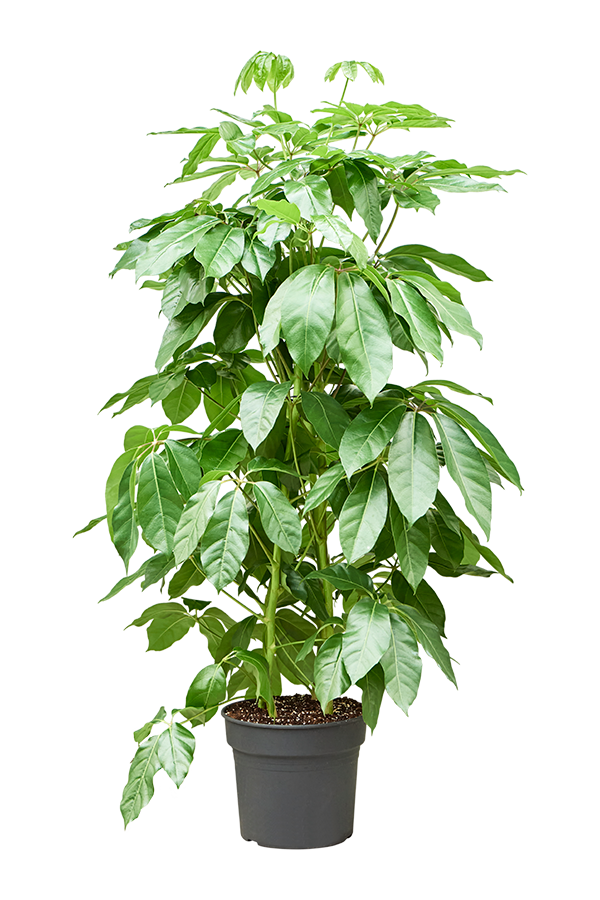 Schefflera Actinophylla Amate