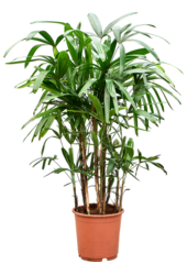 Rhapis Excelsa
