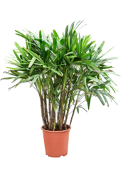 Rhapis Excelsa