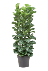 Ficus Lyrata Bambino