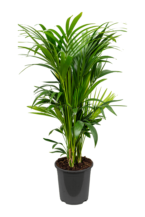 Kentia (Howea) Forsteriana