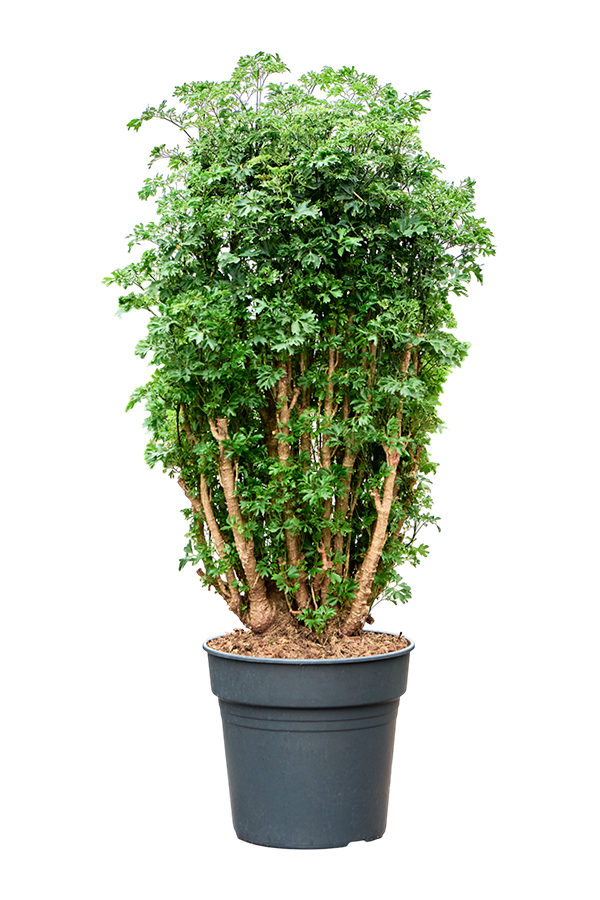 Aralia (Polyscias) Roble