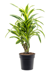 Dracaena Fragrans Lemon Lime