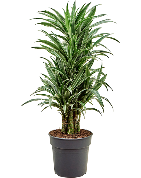Dracaena