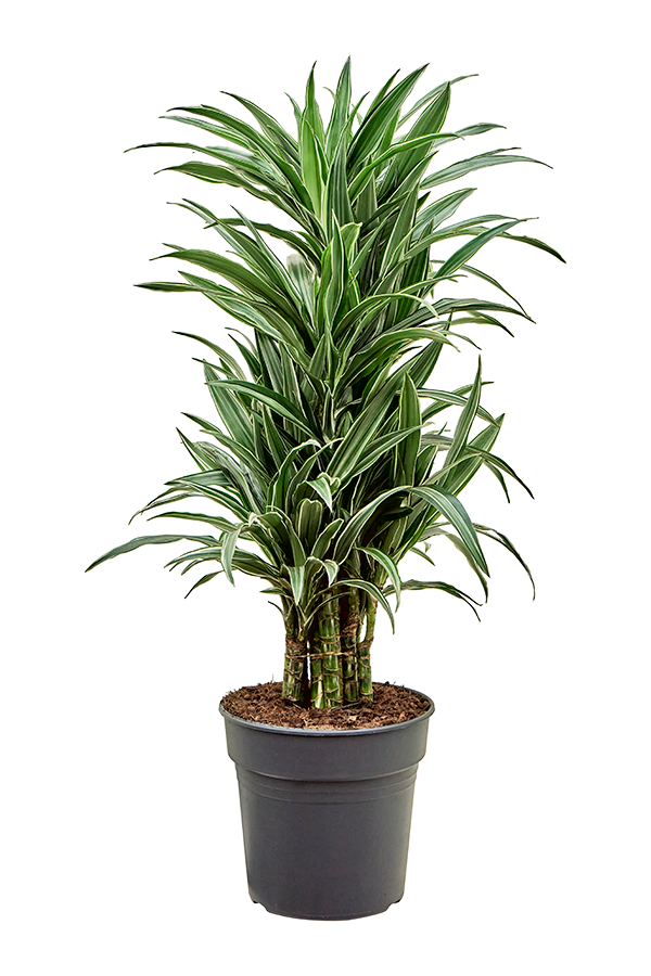 Dracaena deremensis Warneckei