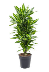 Dracaena Fragrans Cintho