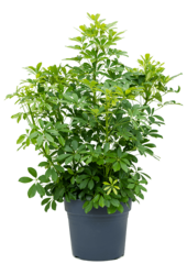 Schefflera arboricola compacta