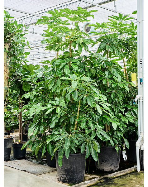 Schefflera