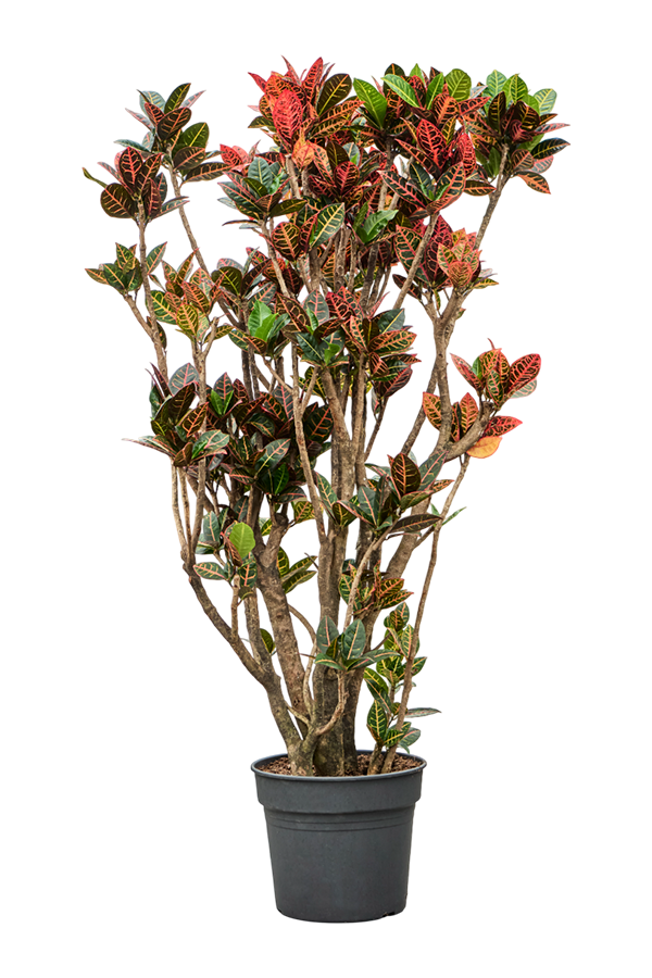 Croton (Codiaeum) Variegatum Petra