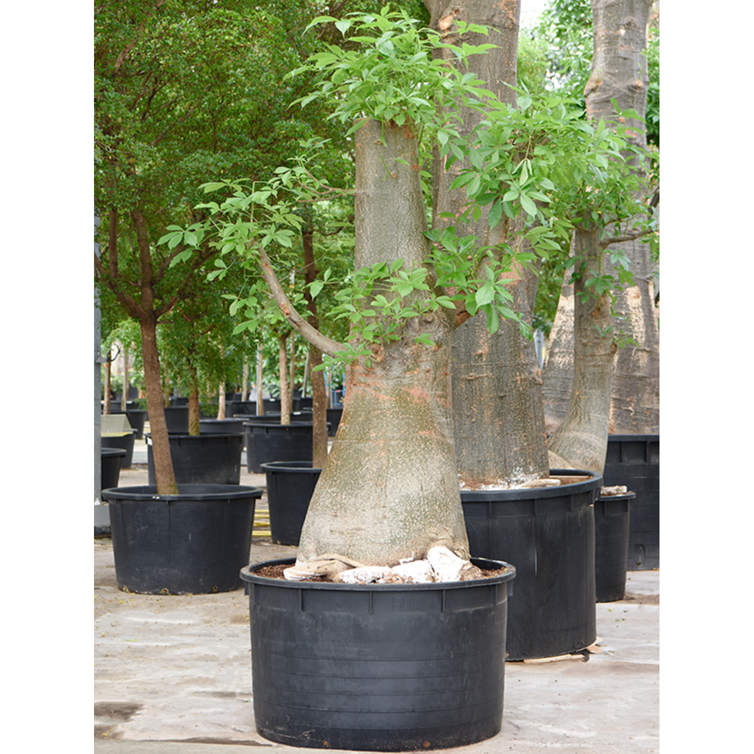 wurzelschnitt bonsai Workshop Bonsai umtopfen