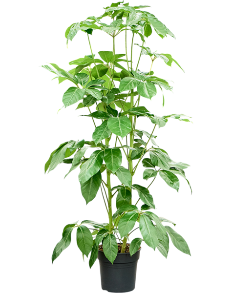 Schefflera