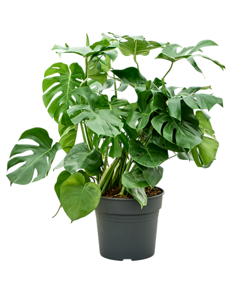 Monstera