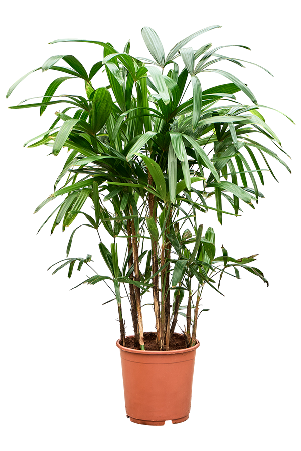 Rhapis Excelsa