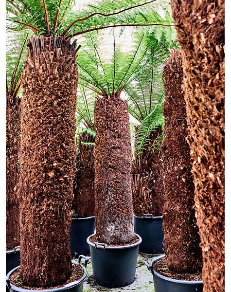 Dicksonia