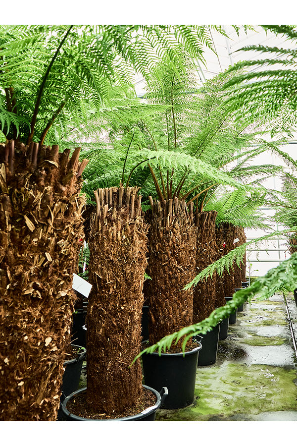 Dicksonia Antarctica
