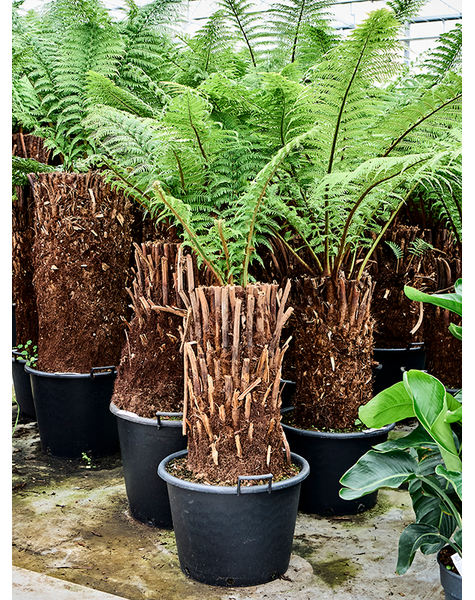 Dicksonia