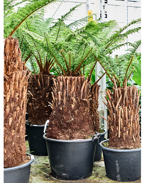 Dicksonia