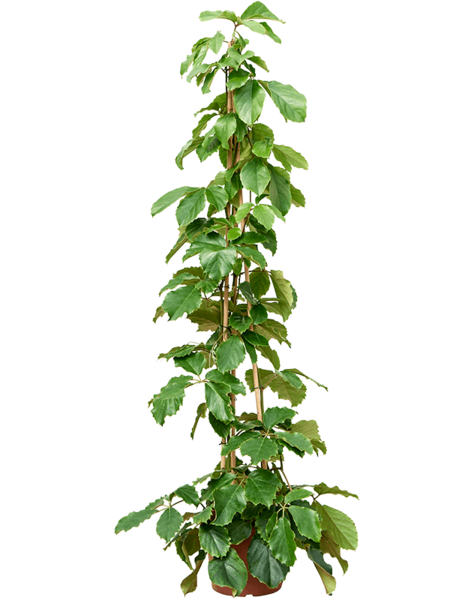 Tetrastigma
