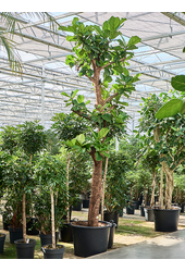 Ficus Lyrata
