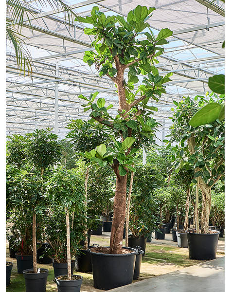 Ficus