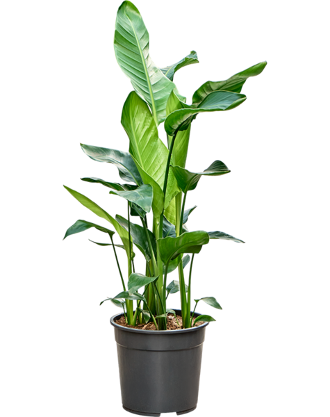 Strelitzia