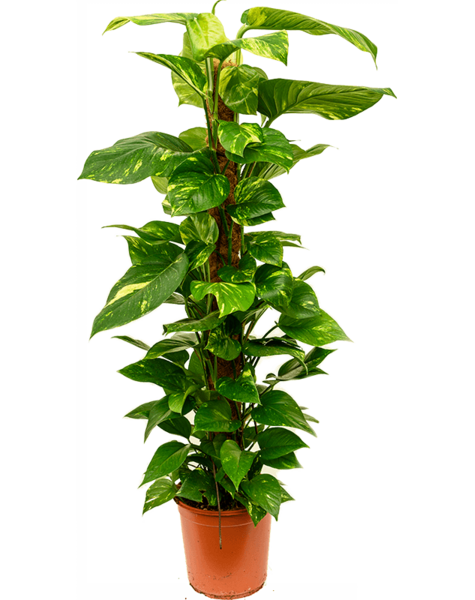 Scindapsus