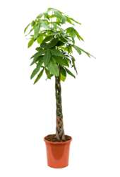 Pachira aquatica
