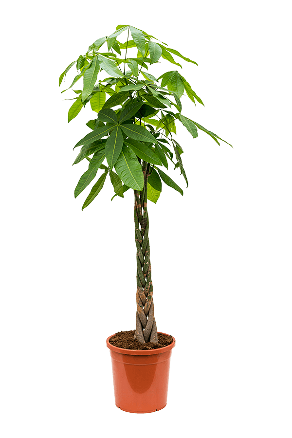 Pachira aquatica