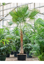 Livistona Chinensis (380–470)
